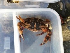 Charybdis japonica
