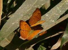 Cirrochroa surya