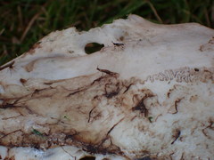 Prochyliza xanthostoma