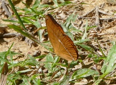 Cirrochroa surya