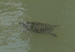 Trachemys scripta elegans