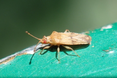 Trachypeplus chinensis