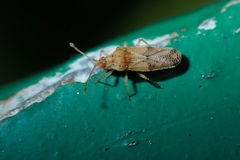 Trachypeplus chinensis