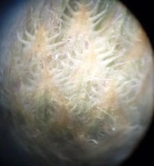 Centaurea borysthenica