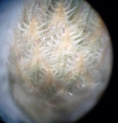 Centaurea borysthenica