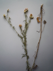 Centaurea borysthenica