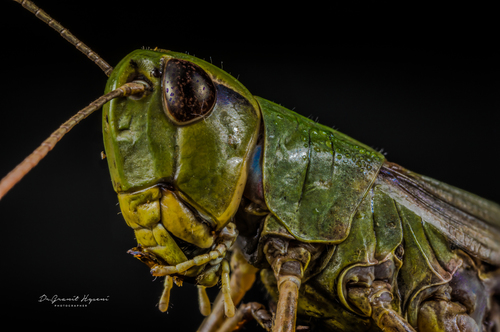 Pievinis skėriukas nuotrauka