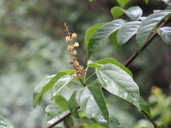 Mallotus repandus