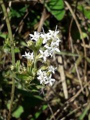 Stevia entreriensis