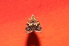 Choreutis emplecta