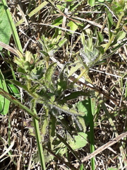 Stevia entreriensis