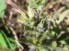 Stevia entreriensis