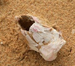 Austromegabalanus cylindricus