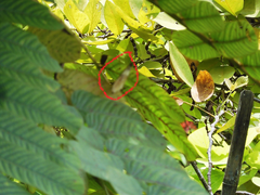 Cupha erymanthis lotis