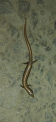 Riopa albopunctata