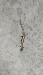 Riopa albopunctata
