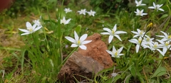 Ornithogalum umbellatum