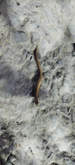 Riopa albopunctata