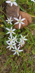 Ornithogalum umbellatum