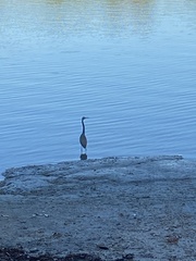Egretta tricolor image