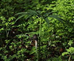 Arisaema thunbergii urashima