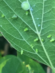 Celticecis aciculata