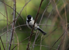 Parus minor