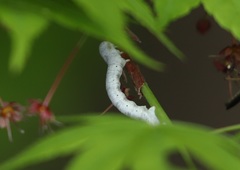 Lepidoptera
