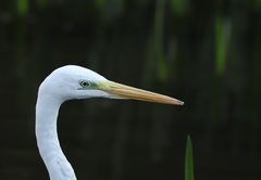 Ardea alba