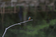 Alcedo atthis