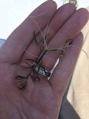 Ranunculus aquatilis