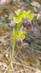 Ophrys fusca