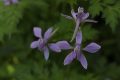 Angiospermae