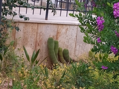 Parodia lenninghausii