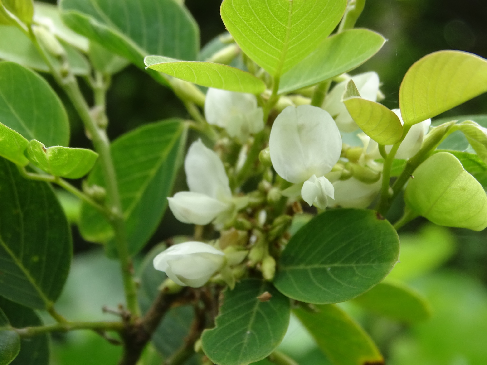 Dendrolobium umbellatum