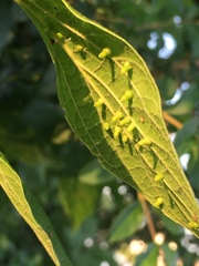 Celticecis aciculata