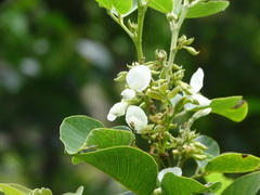 Dendrolobium umbellatum