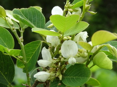 Dendrolobium umbellatum