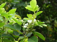 Dendrolobium umbellatum