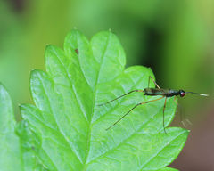 Rainieria antennaepes