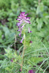 Corydalis incisa