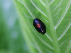 Hindoloides bipunctata