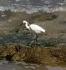 Egretta garzetta