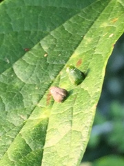 Celticecis aciculata