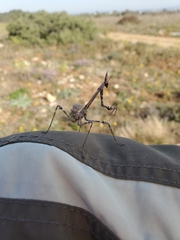 Empusa