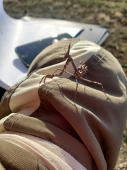 Empusa