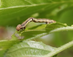 Geometridae