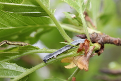 Lepidoptera