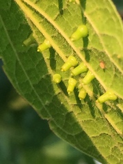 Celticecis aciculata