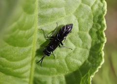 Tenthredinidae